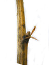 barberry (berberis vulgaris), buds egg-shaped, usually sticking out, long shoots with thorns. 2009-01-26, Pentax W60. keywords: sauerdorn, crespino, berberi, vinettier, épine-vinette